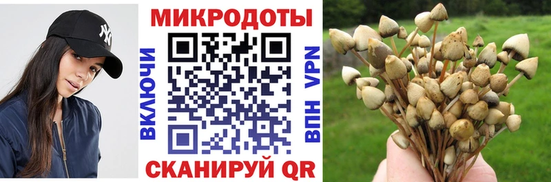 Псилоцибиновые грибы Cubensis Южа